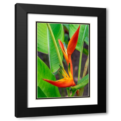 Heliconia Black Modern Wood Framed Art Print with Double Matting by Engelbrecht, Lisa S.