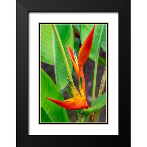 Heliconia Black Modern Wood Framed Art Print with Double Matting by Engelbrecht, Lisa S.