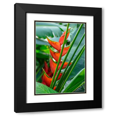 Heliconia Black Modern Wood Framed Art Print with Double Matting by Engelbrecht, Lisa S.