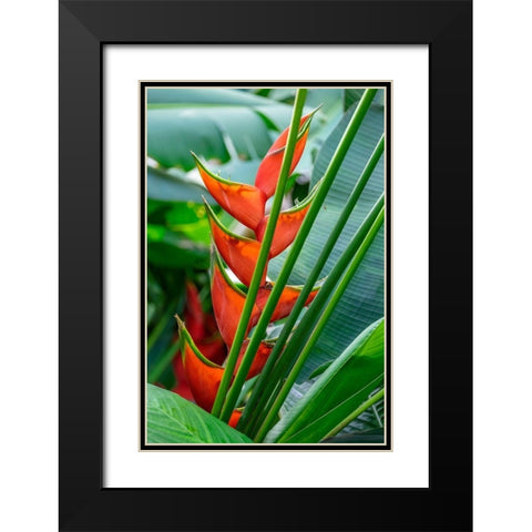 Heliconia Black Modern Wood Framed Art Print with Double Matting by Engelbrecht, Lisa S.