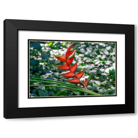 Heliconia Black Modern Wood Framed Art Print with Double Matting by Engelbrecht, Lisa S.