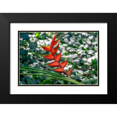 Heliconia Black Modern Wood Framed Art Print with Double Matting by Engelbrecht, Lisa S.