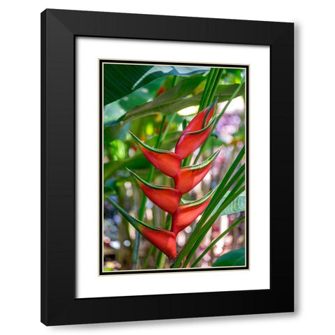 Heliconia Black Modern Wood Framed Art Print with Double Matting by Engelbrecht, Lisa S.