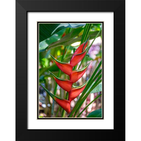 Heliconia Black Modern Wood Framed Art Print with Double Matting by Engelbrecht, Lisa S.