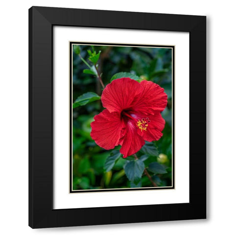 Hibiscus Black Modern Wood Framed Art Print with Double Matting by Engelbrecht, Lisa S.