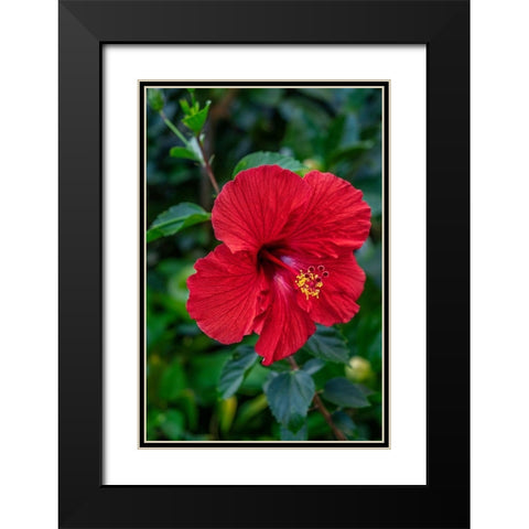 Hibiscus Black Modern Wood Framed Art Print with Double Matting by Engelbrecht, Lisa S.