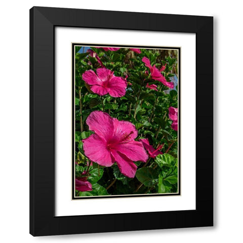 Hibiscus Black Modern Wood Framed Art Print with Double Matting by Engelbrecht, Lisa S.