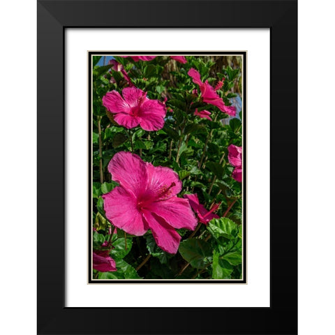 Hibiscus Black Modern Wood Framed Art Print with Double Matting by Engelbrecht, Lisa S.