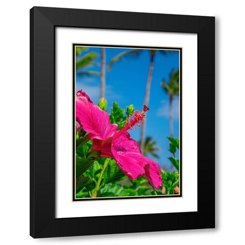 Hibiscus Black Modern Wood Framed Art Print with Double Matting by Engelbrecht, Lisa S.