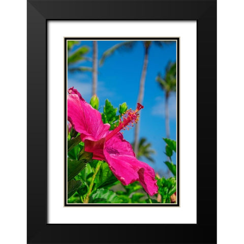 Hibiscus Black Modern Wood Framed Art Print with Double Matting by Engelbrecht, Lisa S.