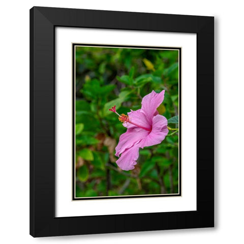 Hibiscus Black Modern Wood Framed Art Print with Double Matting by Engelbrecht, Lisa S.