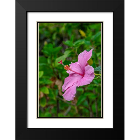 Hibiscus Black Modern Wood Framed Art Print with Double Matting by Engelbrecht, Lisa S.