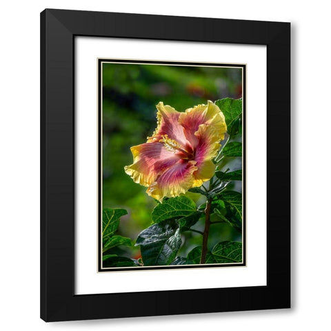 Hibiscus flower Black Modern Wood Framed Art Print with Double Matting by Engelbrecht, Lisa S.