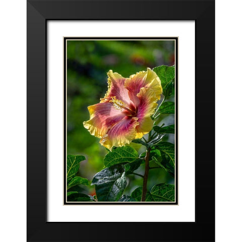 Hibiscus flower Black Modern Wood Framed Art Print with Double Matting by Engelbrecht, Lisa S.