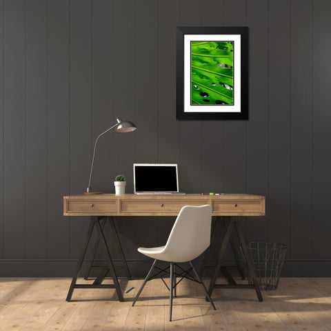 Hurricane Plant Black Modern Wood Framed Art Print with Double Matting by Engelbrecht, Lisa S.
