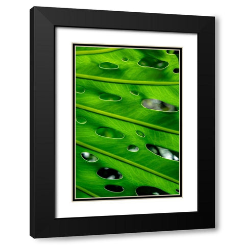 Hurricane Plant Black Modern Wood Framed Art Print with Double Matting by Engelbrecht, Lisa S.