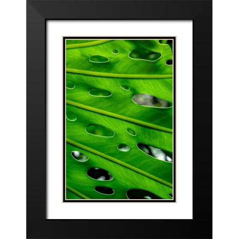 Hurricane Plant Black Modern Wood Framed Art Print with Double Matting by Engelbrecht, Lisa S.