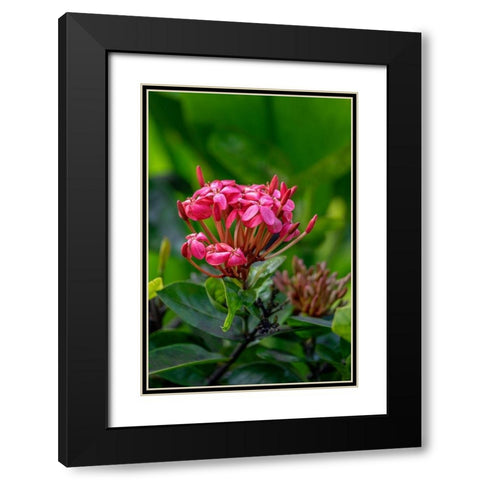 Ixora coccinea Black Modern Wood Framed Art Print with Double Matting by Engelbrecht, Lisa S.