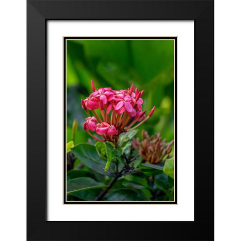 Ixora coccinea Black Modern Wood Framed Art Print with Double Matting by Engelbrecht, Lisa S.