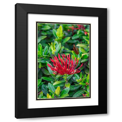 Jungle flame Black Modern Wood Framed Art Print with Double Matting by Engelbrecht, Lisa S.