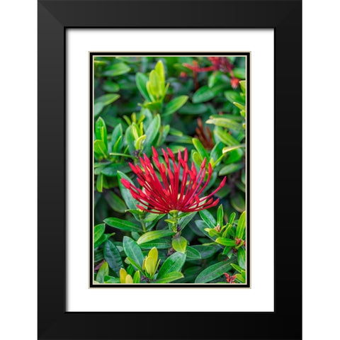 Jungle flame Black Modern Wood Framed Art Print with Double Matting by Engelbrecht, Lisa S.