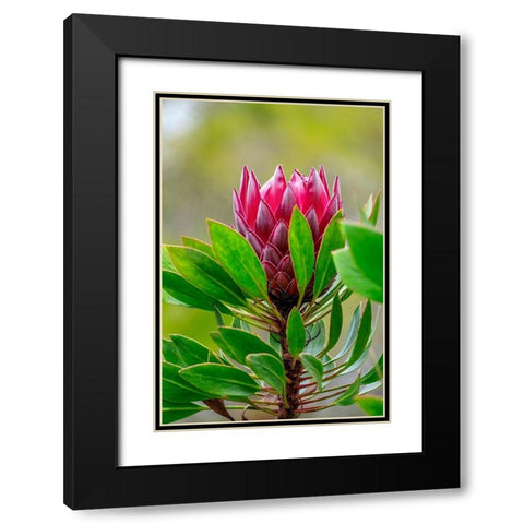 King Protea flower Black Modern Wood Framed Art Print with Double Matting by Engelbrecht, Lisa S.