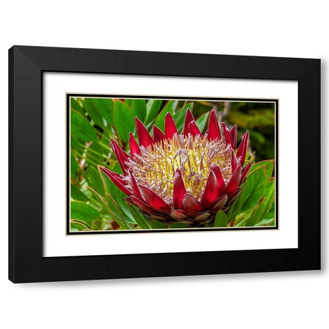 King Protea flower Black Modern Wood Framed Art Print with Double Matting by Engelbrecht, Lisa S.