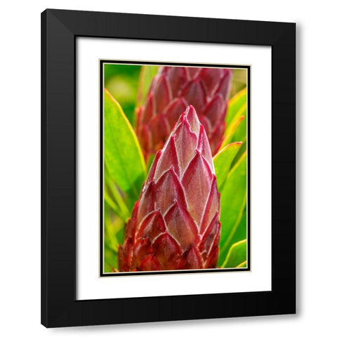 King Protea flower Black Modern Wood Framed Art Print with Double Matting by Engelbrecht, Lisa S.