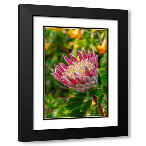 King Protea flower Black Modern Wood Framed Art Print with Double Matting by Engelbrecht, Lisa S.