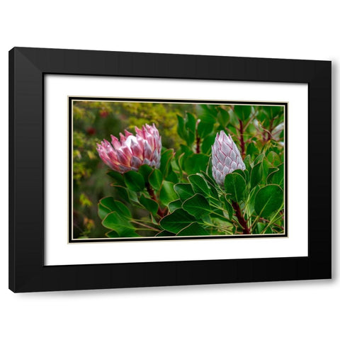 King Protea flower Black Modern Wood Framed Art Print with Double Matting by Engelbrecht, Lisa S.