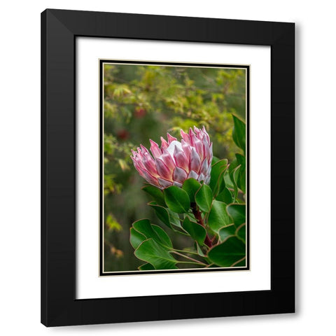 King Protea flower Black Modern Wood Framed Art Print with Double Matting by Engelbrecht, Lisa S.