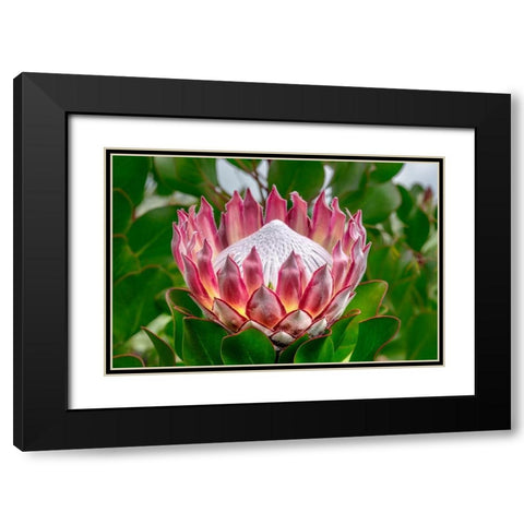 King Protea flower Black Modern Wood Framed Art Print with Double Matting by Engelbrecht, Lisa S.