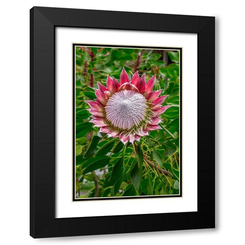 King Protea flower Black Modern Wood Framed Art Print with Double Matting by Engelbrecht, Lisa S.
