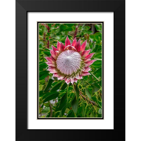 King Protea flower Black Modern Wood Framed Art Print with Double Matting by Engelbrecht, Lisa S.
