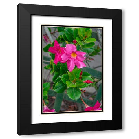 Mandevilla-Mexican love vine Black Modern Wood Framed Art Print with Double Matting by Engelbrecht, Lisa S.