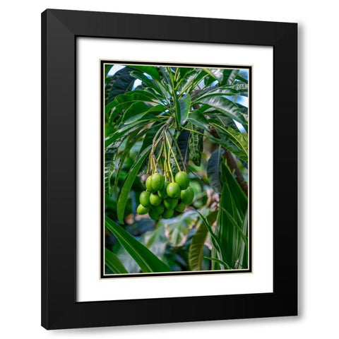 Mango fruit tree Black Modern Wood Framed Art Print with Double Matting by Engelbrecht, Lisa S.