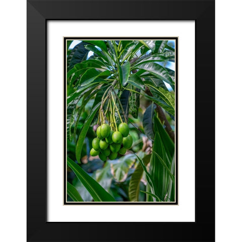 Mango fruit tree Black Modern Wood Framed Art Print with Double Matting by Engelbrecht, Lisa S.