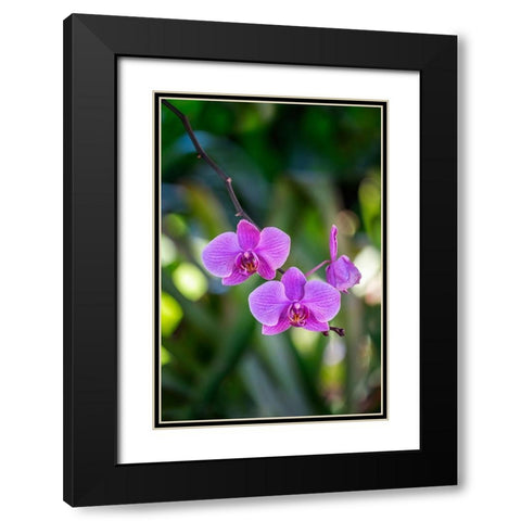Moth Orchid Black Modern Wood Framed Art Print with Double Matting by Engelbrecht, Lisa S.