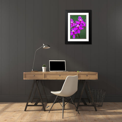Orchid-Epidendrum Black Modern Wood Framed Art Print with Double Matting by Engelbrecht, Lisa S.