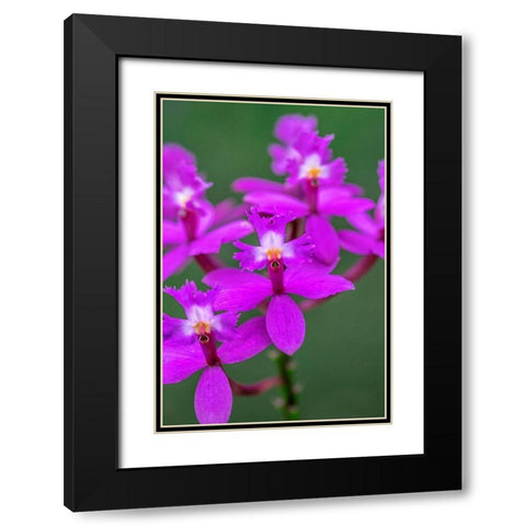 Orchid-Epidendrum Black Modern Wood Framed Art Print with Double Matting by Engelbrecht, Lisa S.
