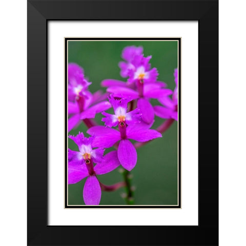 Orchid-Epidendrum Black Modern Wood Framed Art Print with Double Matting by Engelbrecht, Lisa S.