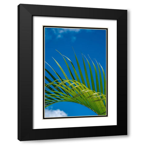 Palm frond Black Modern Wood Framed Art Print with Double Matting by Engelbrecht, Lisa S.