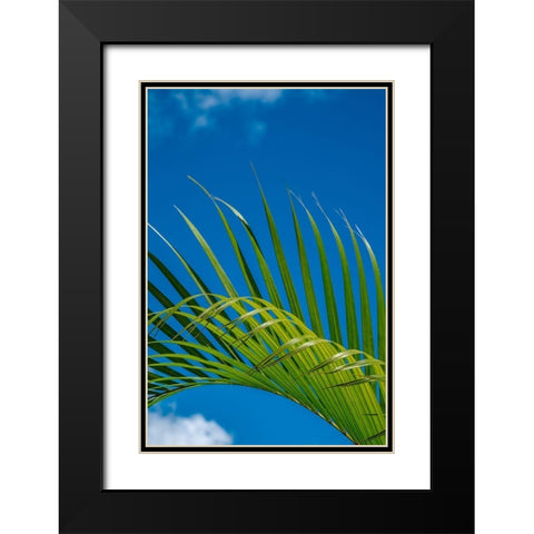 Palm frond Black Modern Wood Framed Art Print with Double Matting by Engelbrecht, Lisa S.