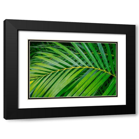 palm frond Black Modern Wood Framed Art Print with Double Matting by Engelbrecht, Lisa S.