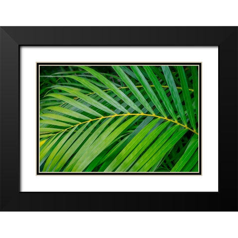 palm frond Black Modern Wood Framed Art Print with Double Matting by Engelbrecht, Lisa S.
