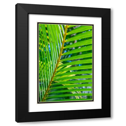 Palm frond Black Modern Wood Framed Art Print with Double Matting by Engelbrecht, Lisa S.