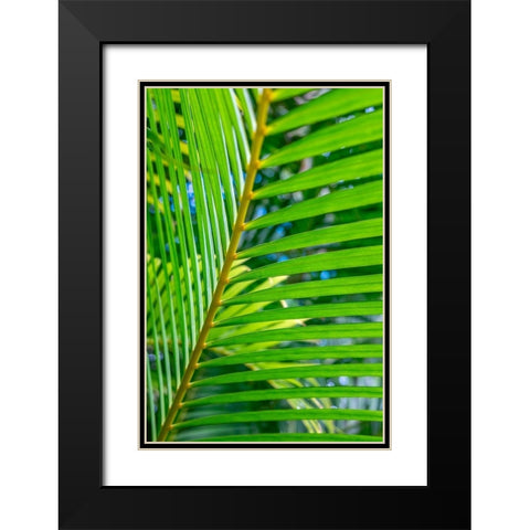 Palm frond Black Modern Wood Framed Art Print with Double Matting by Engelbrecht, Lisa S.