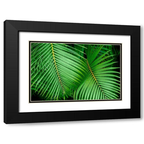 Palm fronds Black Modern Wood Framed Art Print with Double Matting by Engelbrecht, Lisa S.