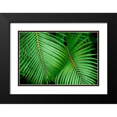 Palm fronds Black Modern Wood Framed Art Print with Double Matting by Engelbrecht, Lisa S.