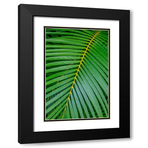 Palm fronds Black Modern Wood Framed Art Print with Double Matting by Engelbrecht, Lisa S.